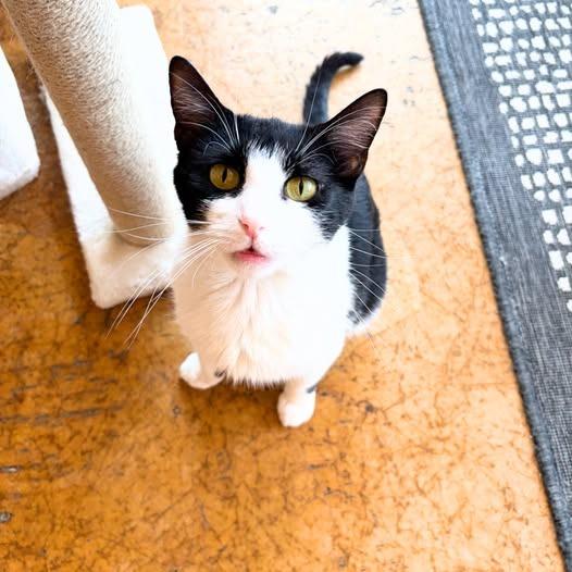 Marinara, a Adoptable mixed breed in St. Louis, MO image 3/6