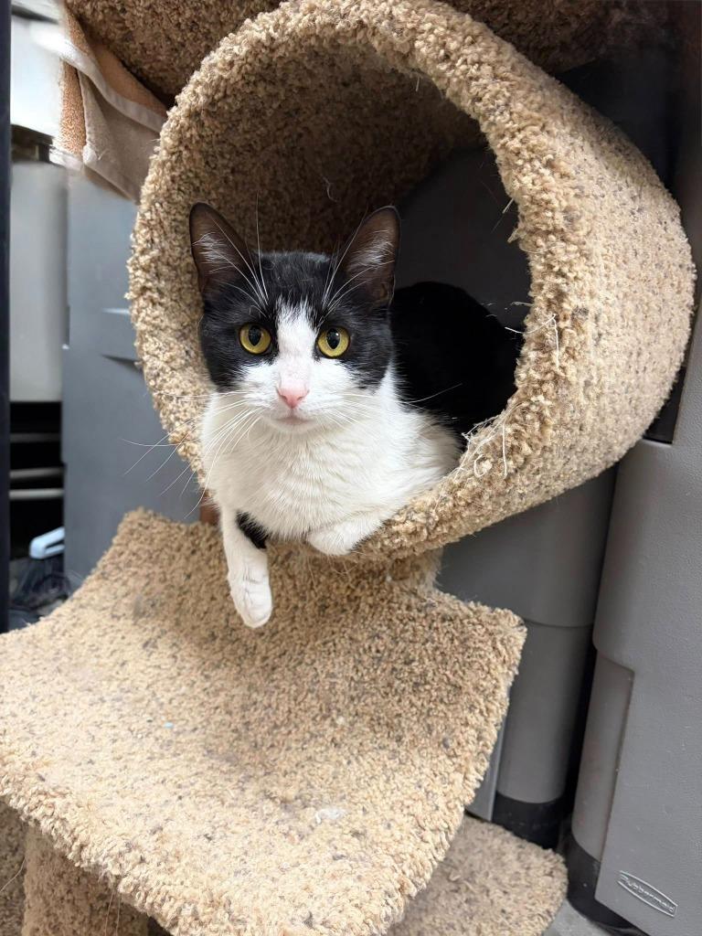 Marinara, a Adoptable mixed breed in St. Louis, MO image 5/6
