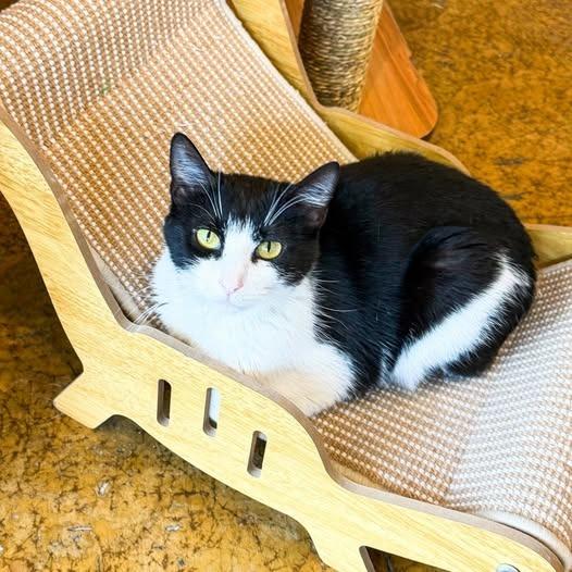 Marinara, a Adoptable mixed breed in St. Louis, MO image 6/6