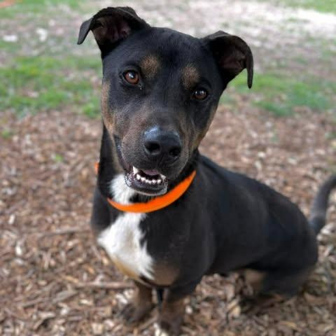 Waldo, a Adoptable mixed breed in St. Louis, MO image 2/3