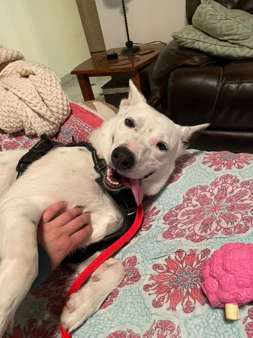 Enlarge Harry, a Adoptable Australian Cattle Dog / Blue Heeler in Miami, FL image 2/6