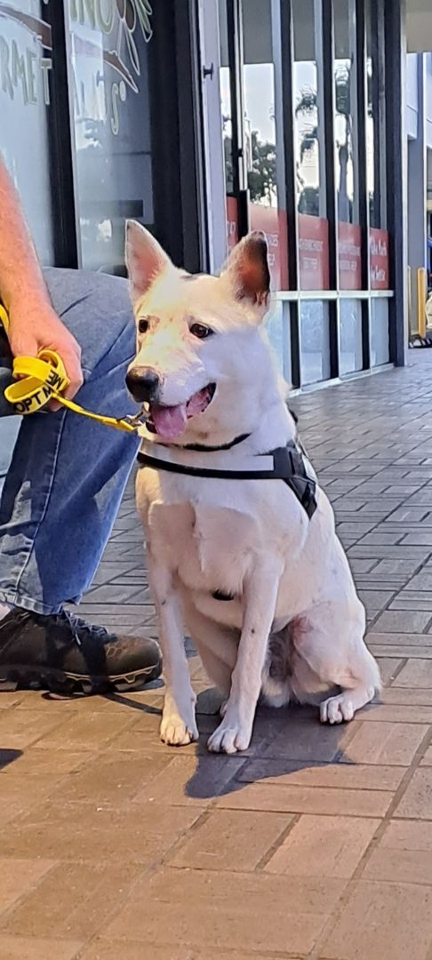 Enlarge Harry, a Adoptable Australian Cattle Dog / Blue Heeler in Miami, FL image 3/6