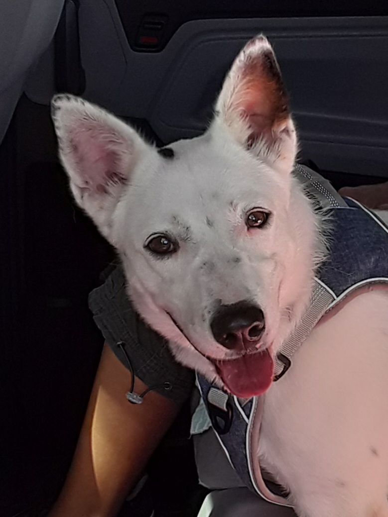 Enlarge Harry, a Adoptable Australian Cattle Dog / Blue Heeler in Miami, FL image 1/6