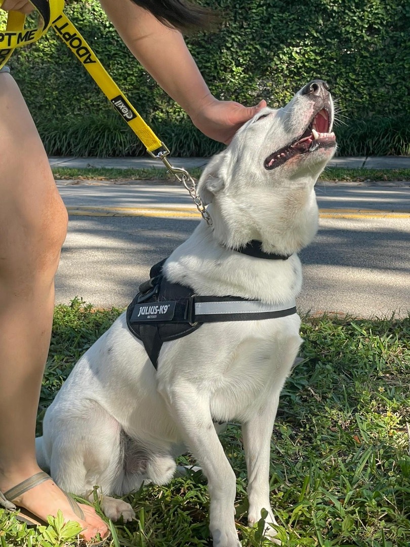 Enlarge Harry, a Adoptable Australian Cattle Dog / Blue Heeler in Miami, FL image 4/6