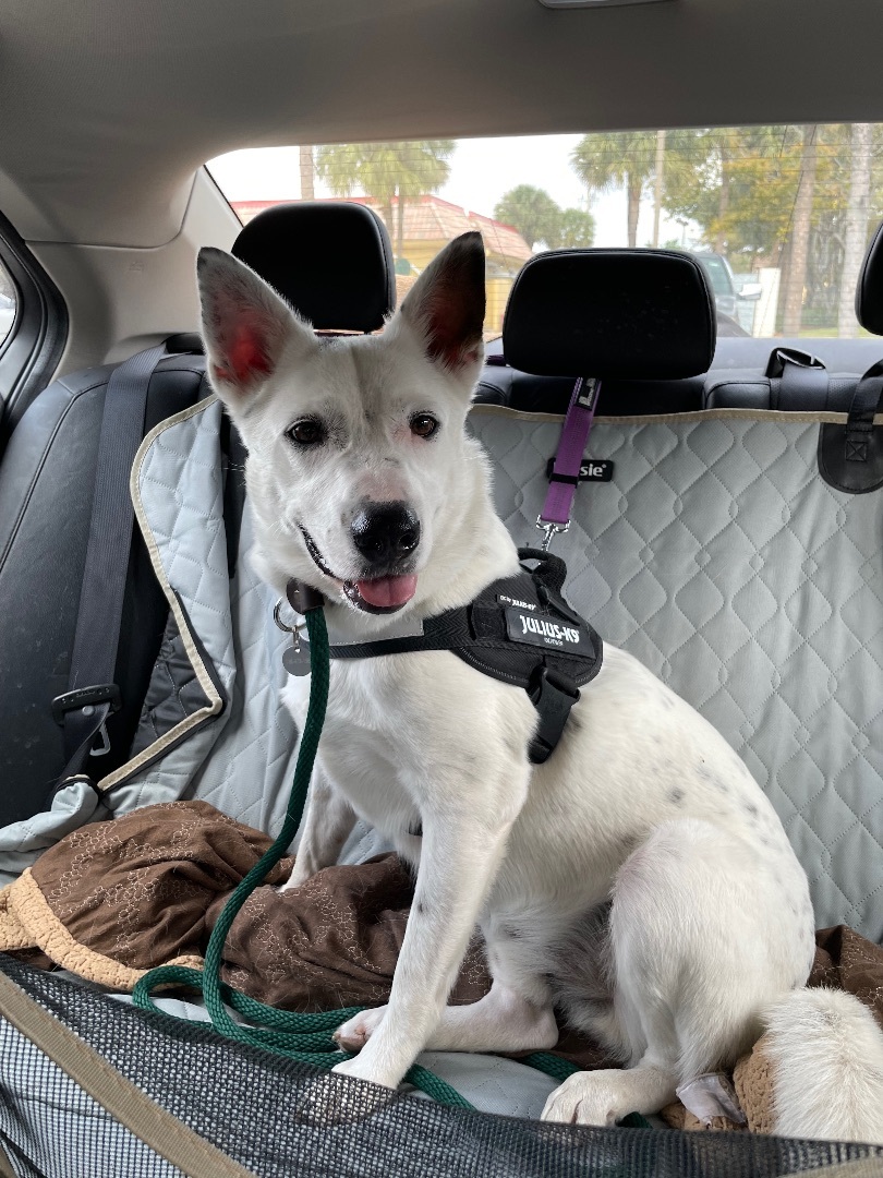 Enlarge Harry, a Adoptable Australian Cattle Dog / Blue Heeler in Miami, FL image 5/6