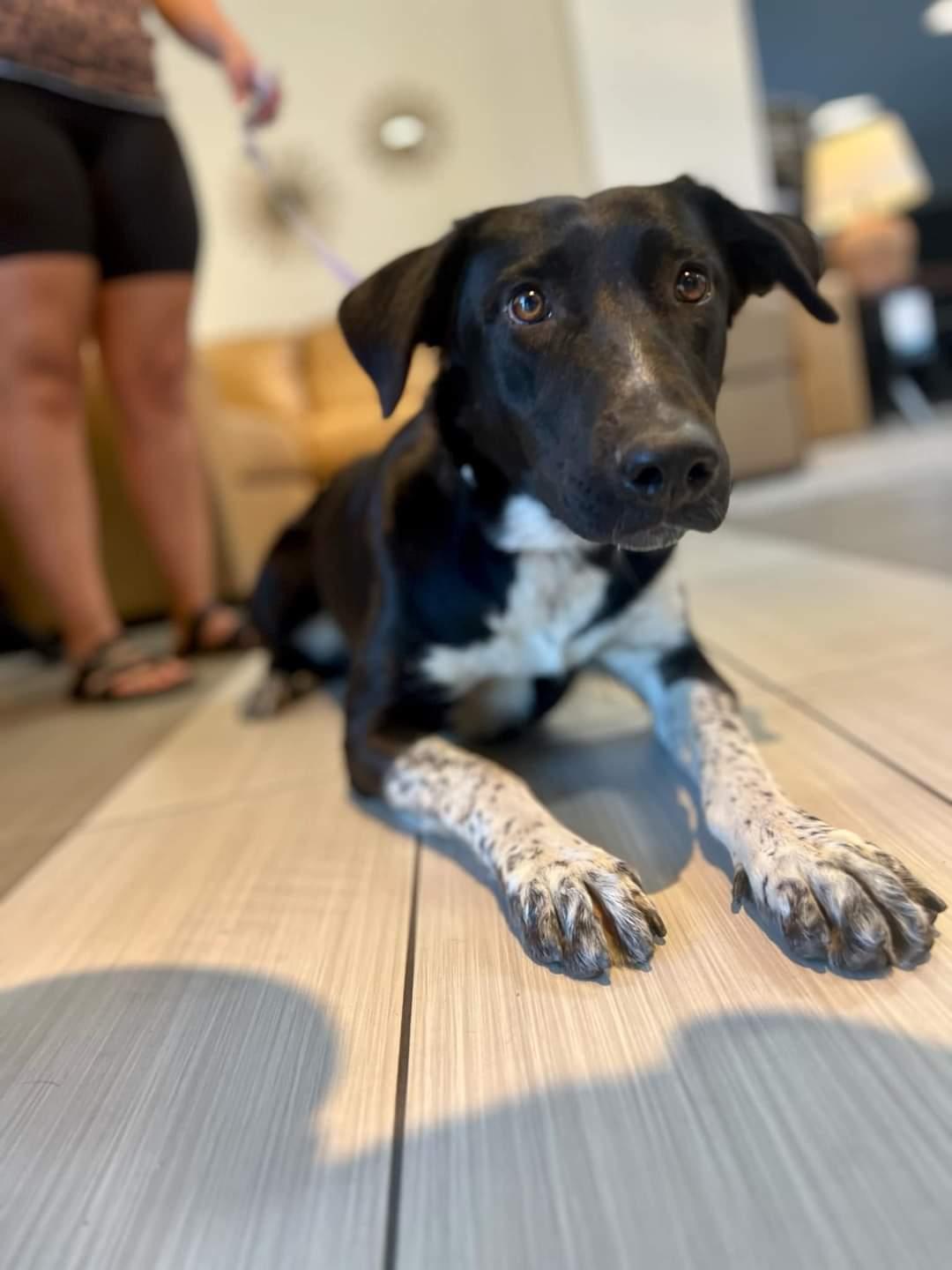 Kassidy, Adoptable, Adult Female Border Collie & Labrador Retriever.