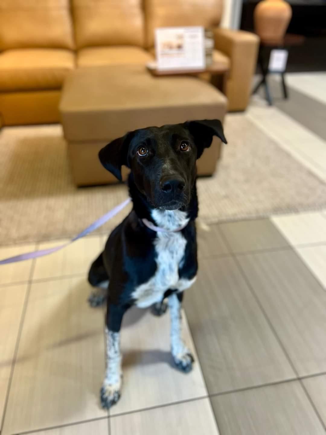 Kassidy, a Adoptable mixed breed in Visalia, CA image 2/3