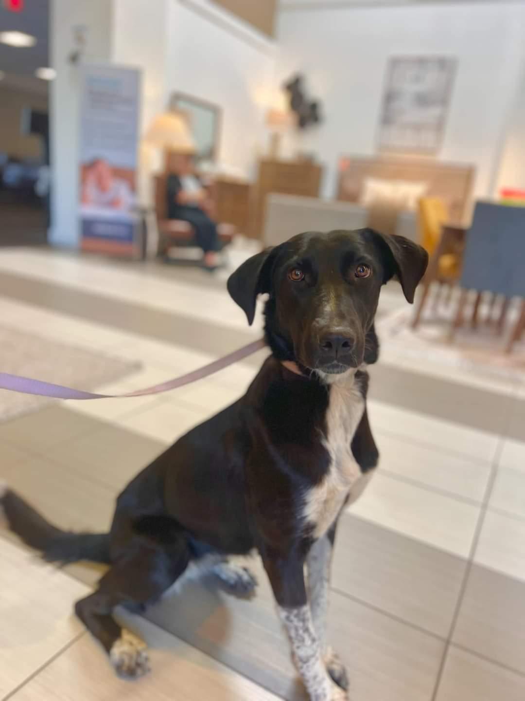 Kassidy, a Adoptable mixed breed in Visalia, CA image 3/3