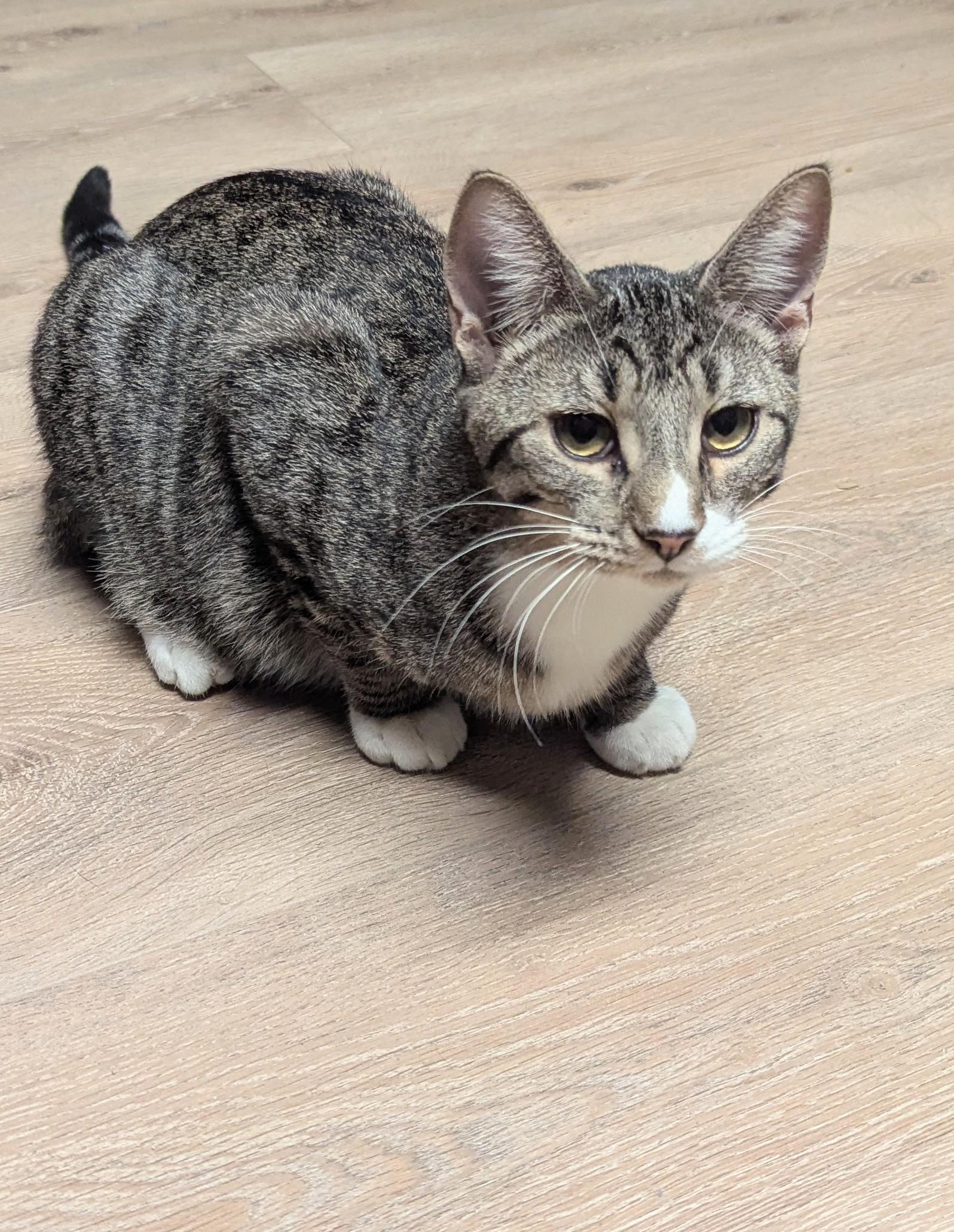 Enlarge Granite, a Adoptable Domestic Short Hair in Little Falls, MN image 2/2