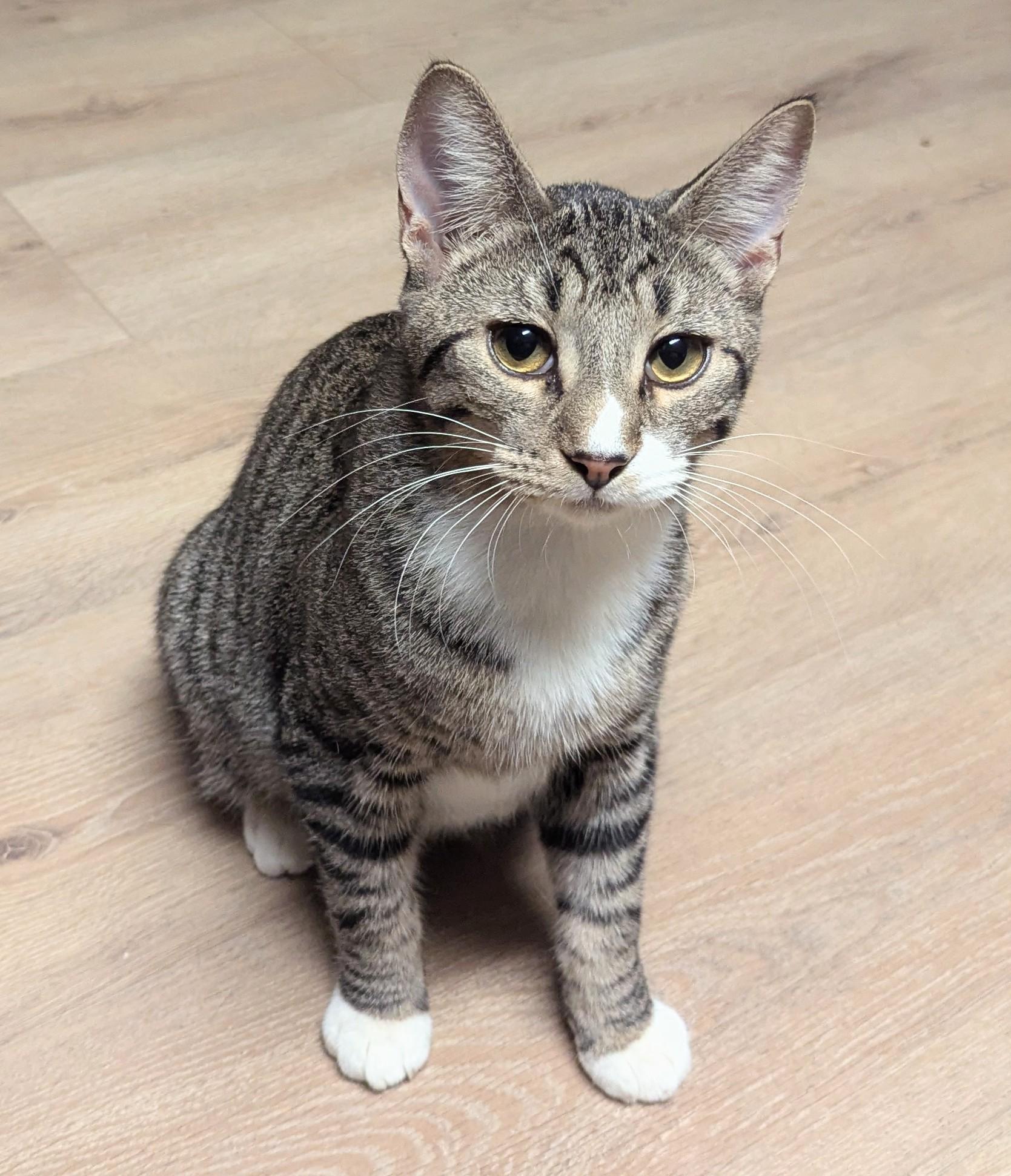 Granite, Adoptable, Young Male Domestic Short Hair.