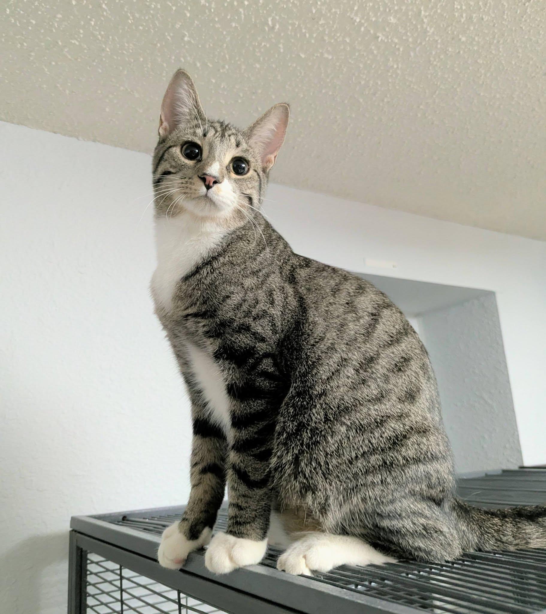 Granite, adopted, Young Male Domestic Short Hair.