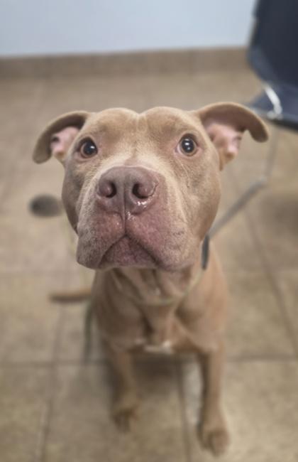 Salisbury Steak, Adoptable, Young Male Terrier & Mixed Breed.