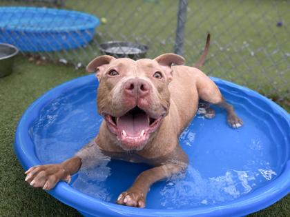 Salisbury Steak, Adoptable, Young Male Terrier & Mixed Breed.