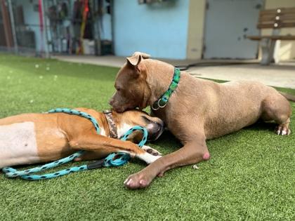 Enlarge Salisbury Steak, a Adoptable mixed breed in Gainesville, FL image 2/3