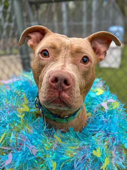 Enlarge Salisbury Steak, a Adoptable mixed breed in Gainesville, FL image 3/3