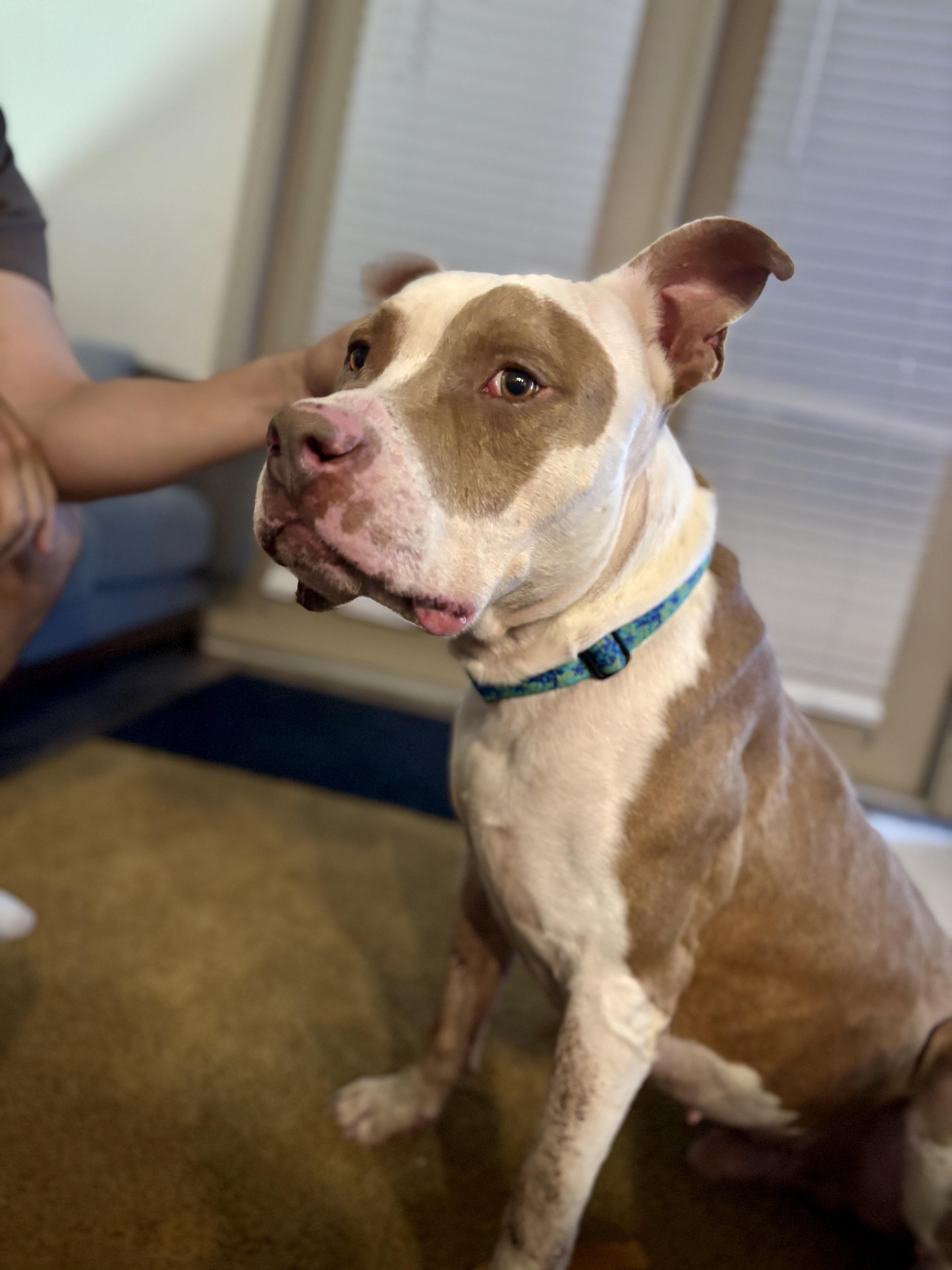 Roscoe, Adoptable, Adult Male American Staffordshire Terrier.