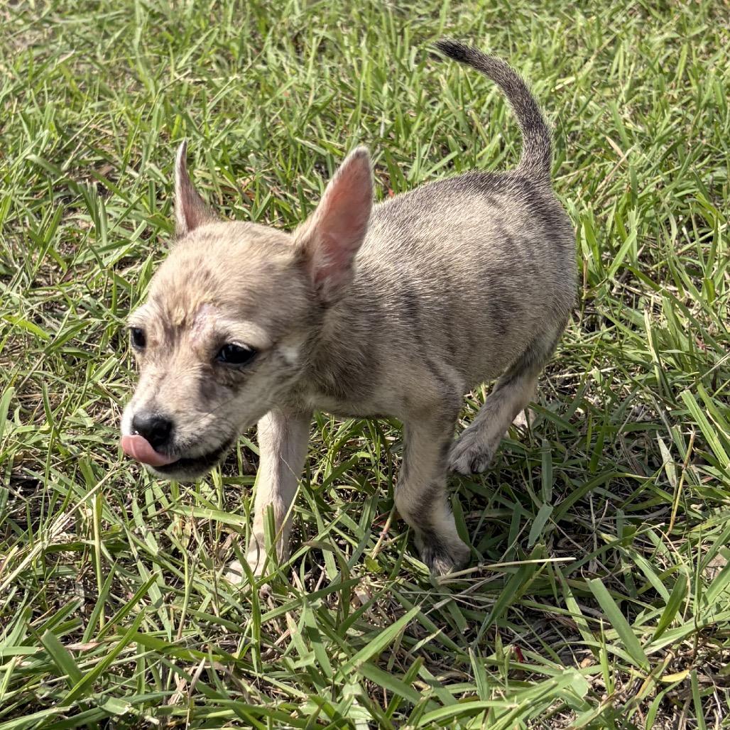 Enlarge Dipper, a Adoptable Chihuahua in Harlingen, TX image 1/3