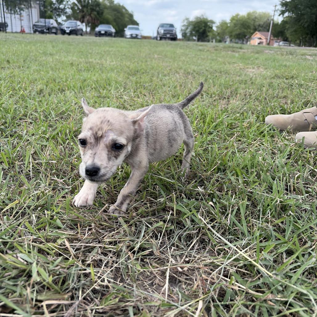 Enlarge Dipper, a Adoptable Chihuahua in Harlingen, TX image 3/3