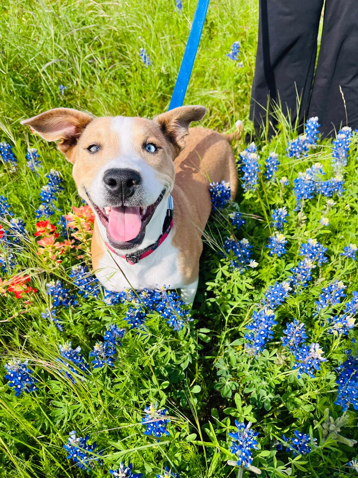 Dog for adoption Neville the Wonder Dog, an American Staffordshire