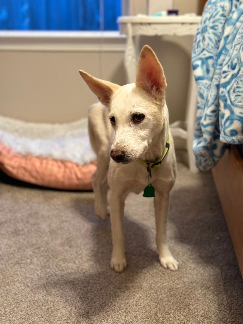 Dog for adoption Neville the Wonder Dog, an American Staffordshire