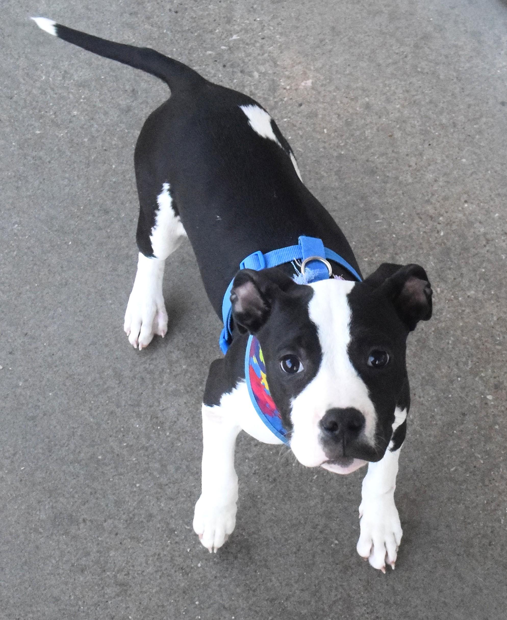 Enlarge #21996, a ADOPTABLE mixed breed in Broken Arrow, OK image 1/1
