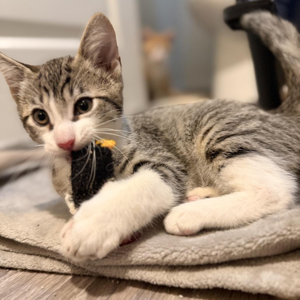 Gene, Adoptable, Kitten Male Domestic Short Hair.
