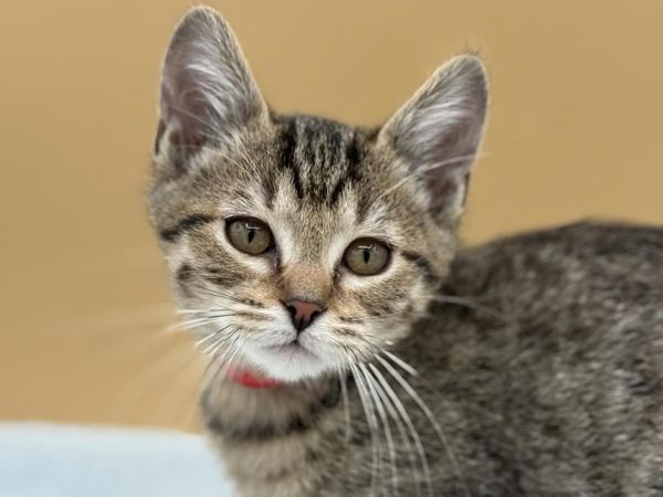 Enlarge Maple, a Adoptable mixed breed in Portland, OR image 1/1