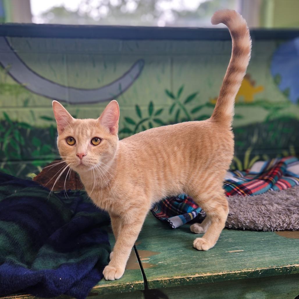 Cassian (Orange Collar), a Adoptable Domestic Short Hair in Newport, TN image 2/3