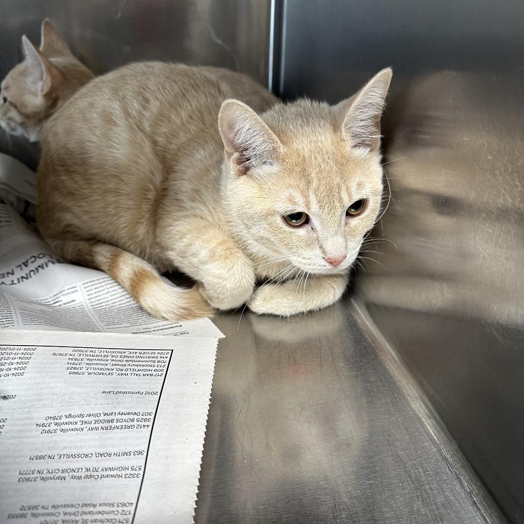 Enlarge Cassian (Orange Collar), a Adoptable Domestic Short Hair in Newport, TN image 2/2