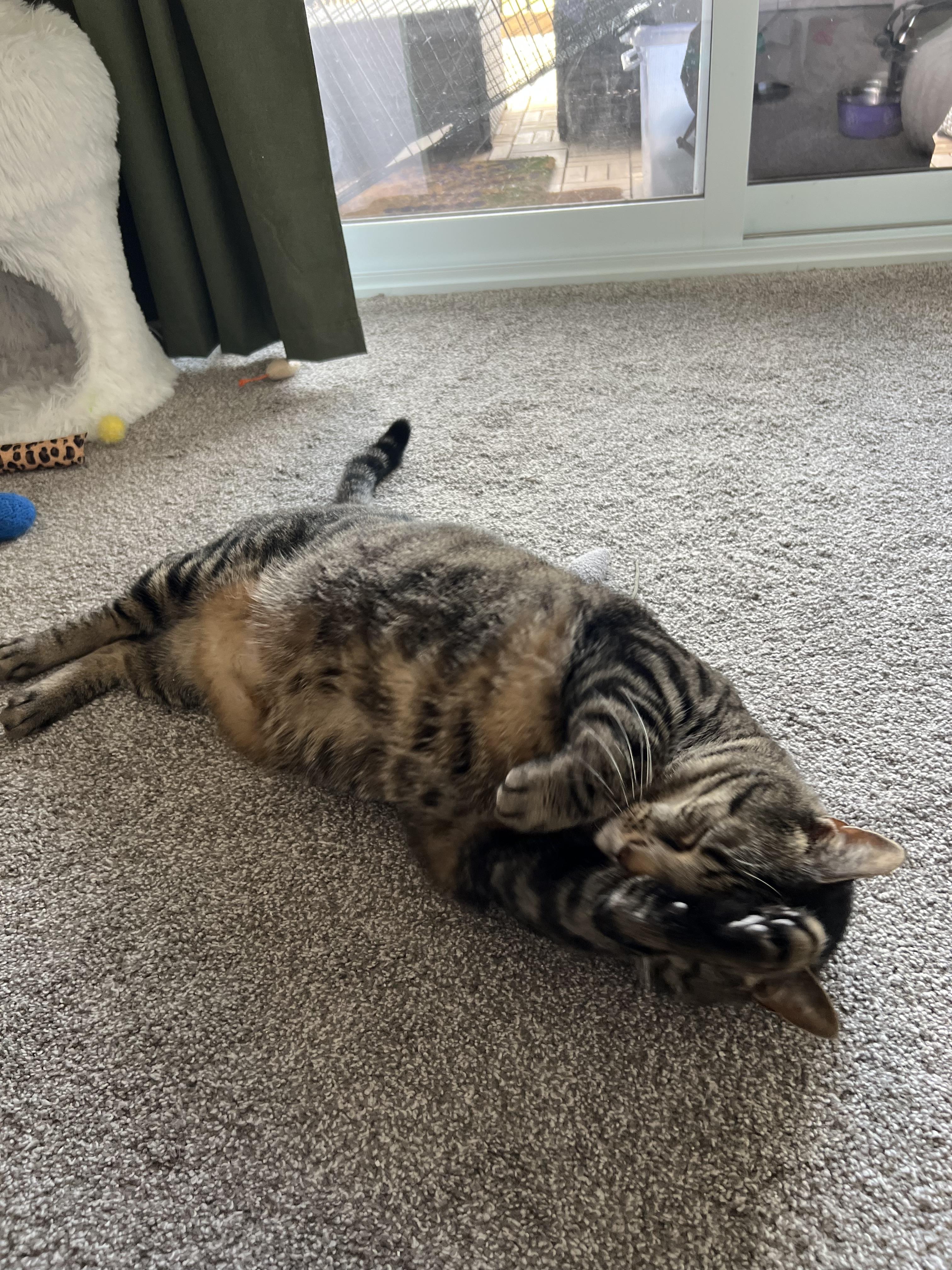 Enlarge Sarge, an adopted Domestic Short Hair in Stratford, ON image 5/5