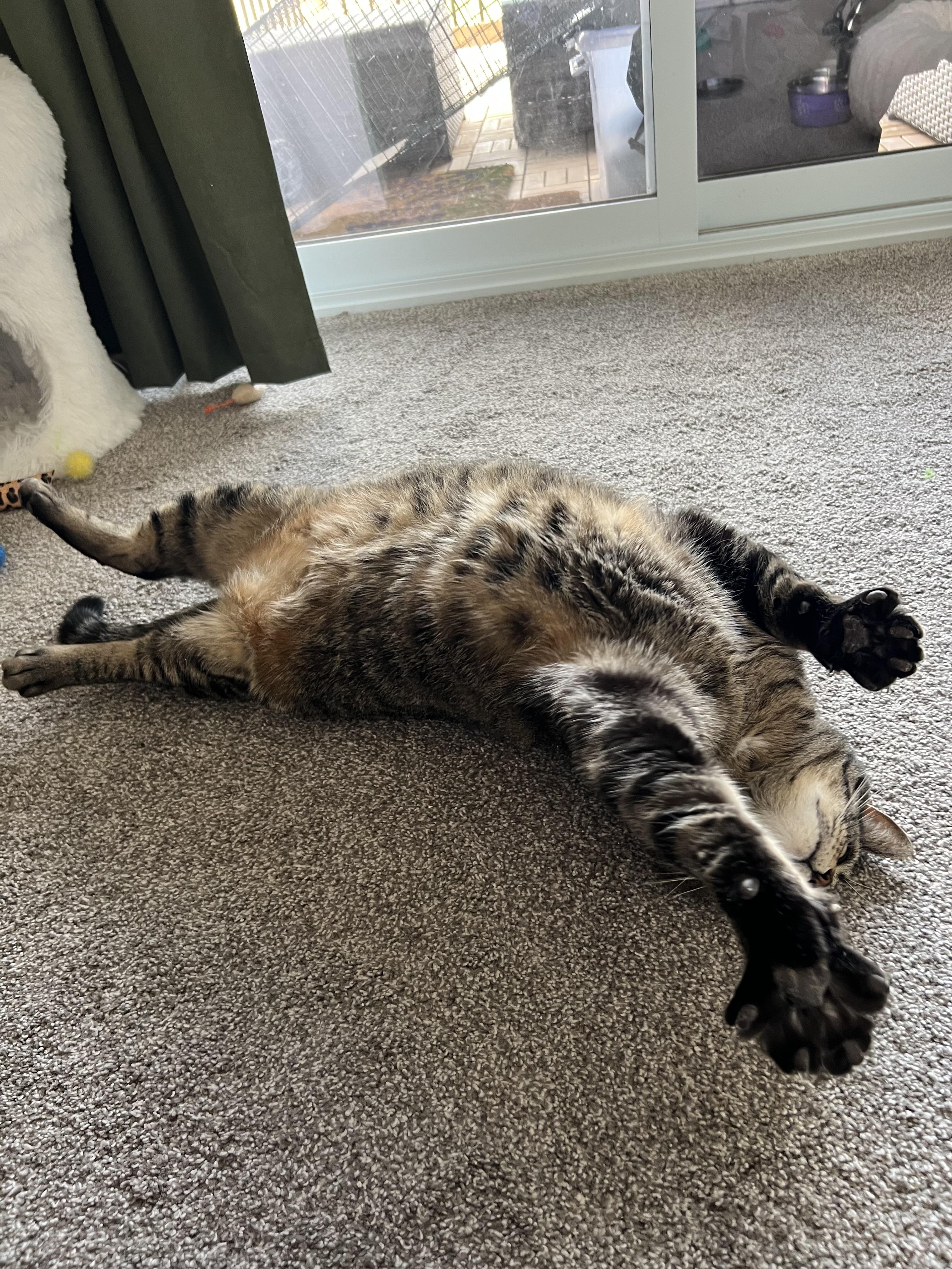 Enlarge Sarge, an adopted Domestic Short Hair in Stratford, ON image 3/5