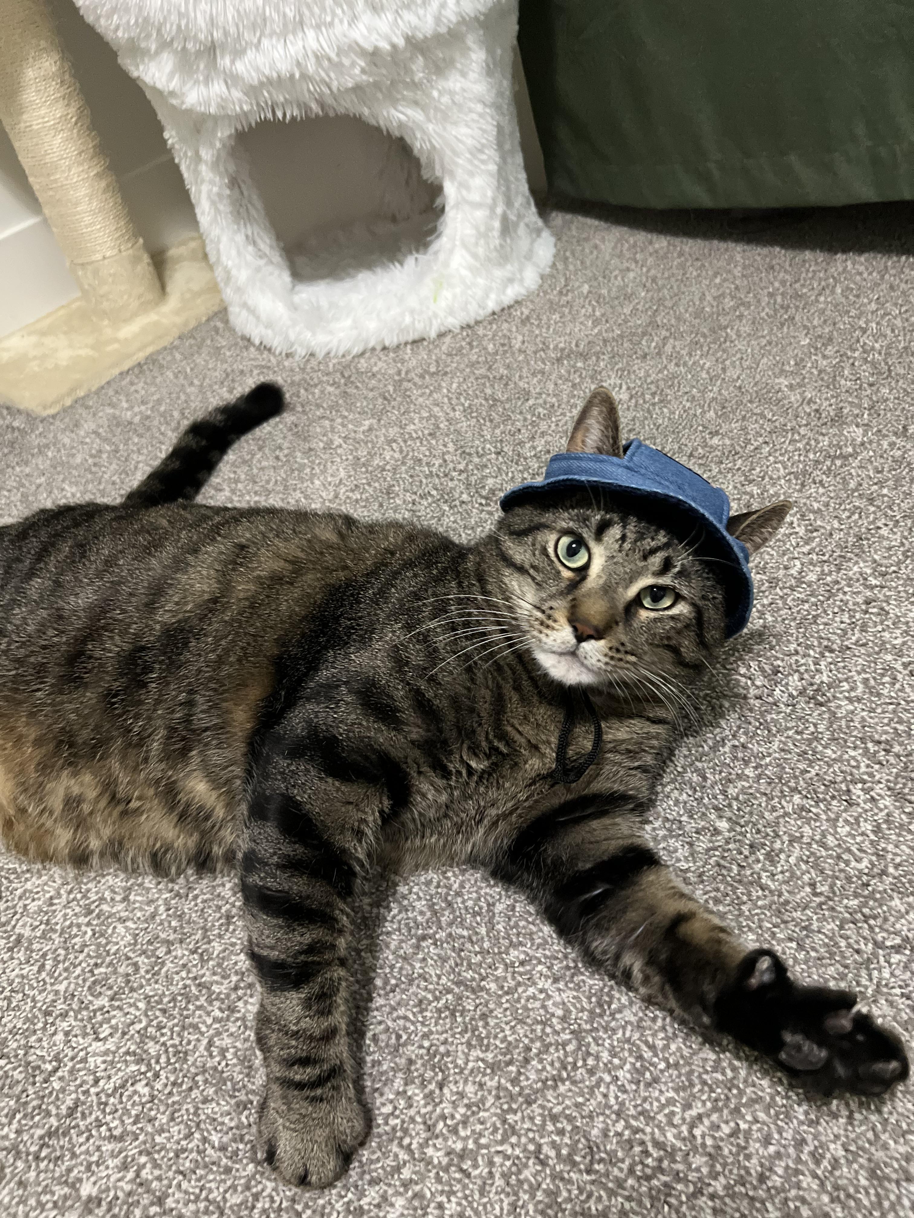 Sarge, adopted, Adult Male Domestic Short Hair.