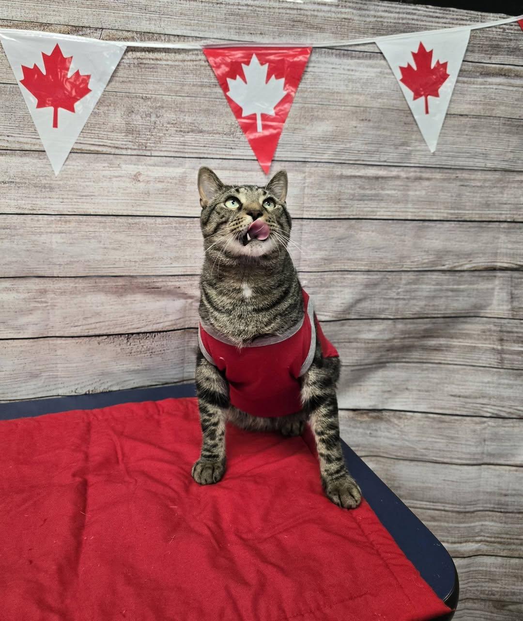 Enlarge Sarge, an adopted Domestic Short Hair in Stratford, ON image 2/5