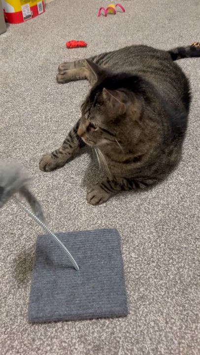 Enlarge Sarge, an adopted Domestic Short Hair in Stratford, ON video 4/5