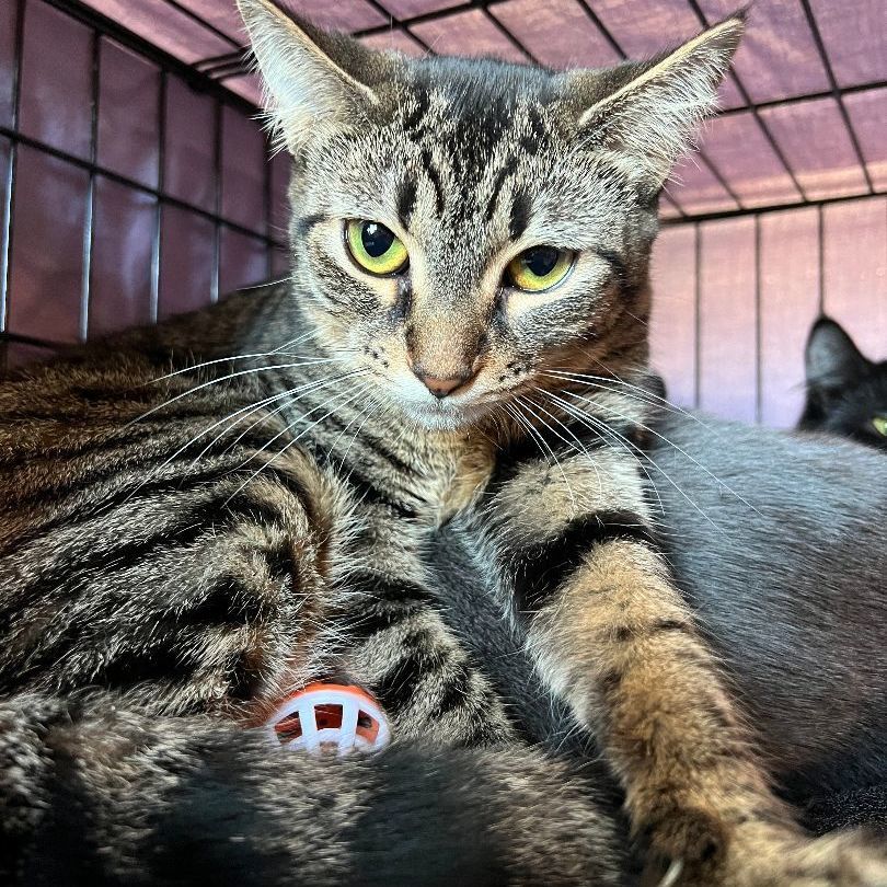 Tinkly, Adoptable, Young Female Domestic Short Hair.