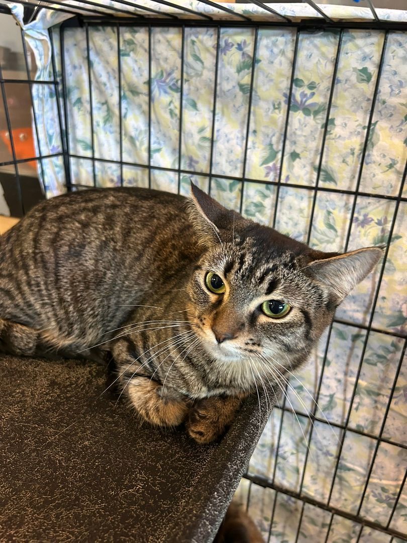 Tinkly, a Adoptable Domestic Short Hair in Mokena, IL image 2/2