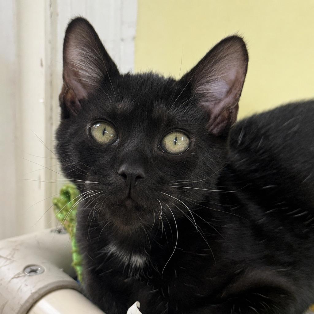 Voodoo, Adoptable, Kitten Male Domestic Short Hair.