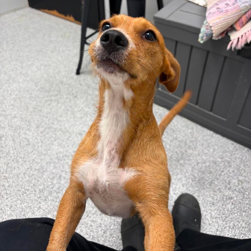 Poppy, an adopted mixed breed in Monticello, IA image 5/6