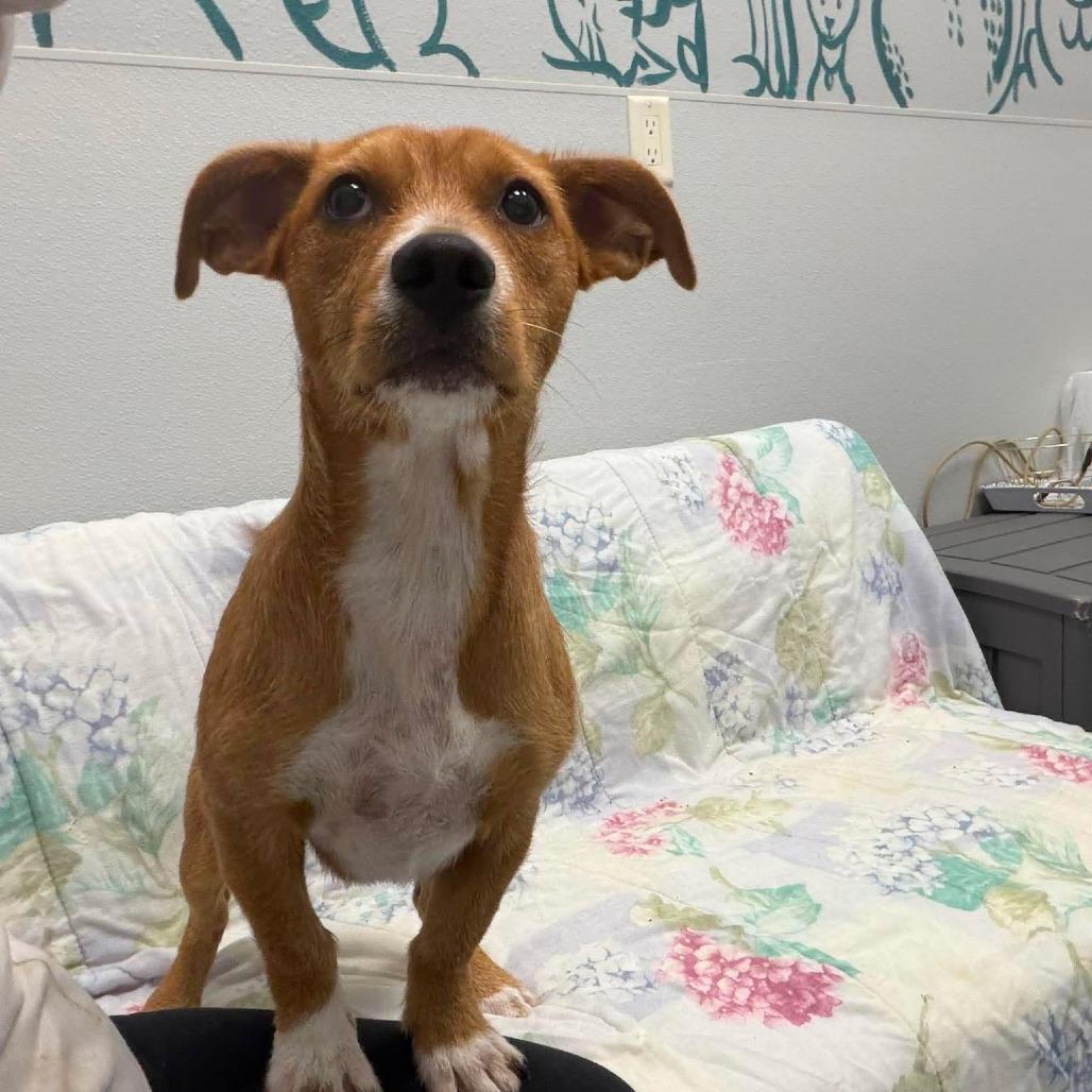 Poppy, an adopted mixed breed in Monticello, IA image 4/6