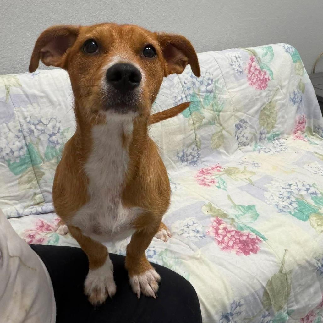 Poppy, adopted, Puppy Female Chihuahua & Mixed Breed.
