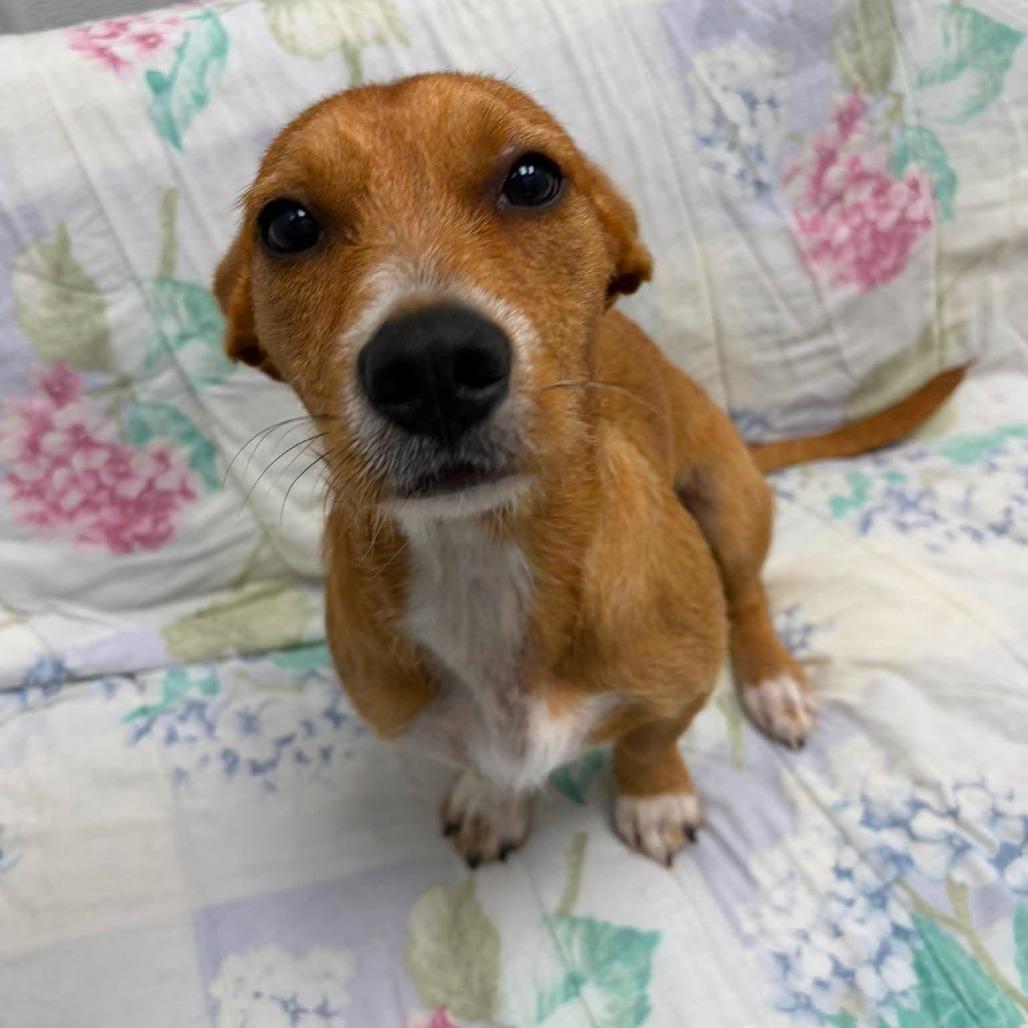 Poppy, an adopted mixed breed in Monticello, IA image 2/6