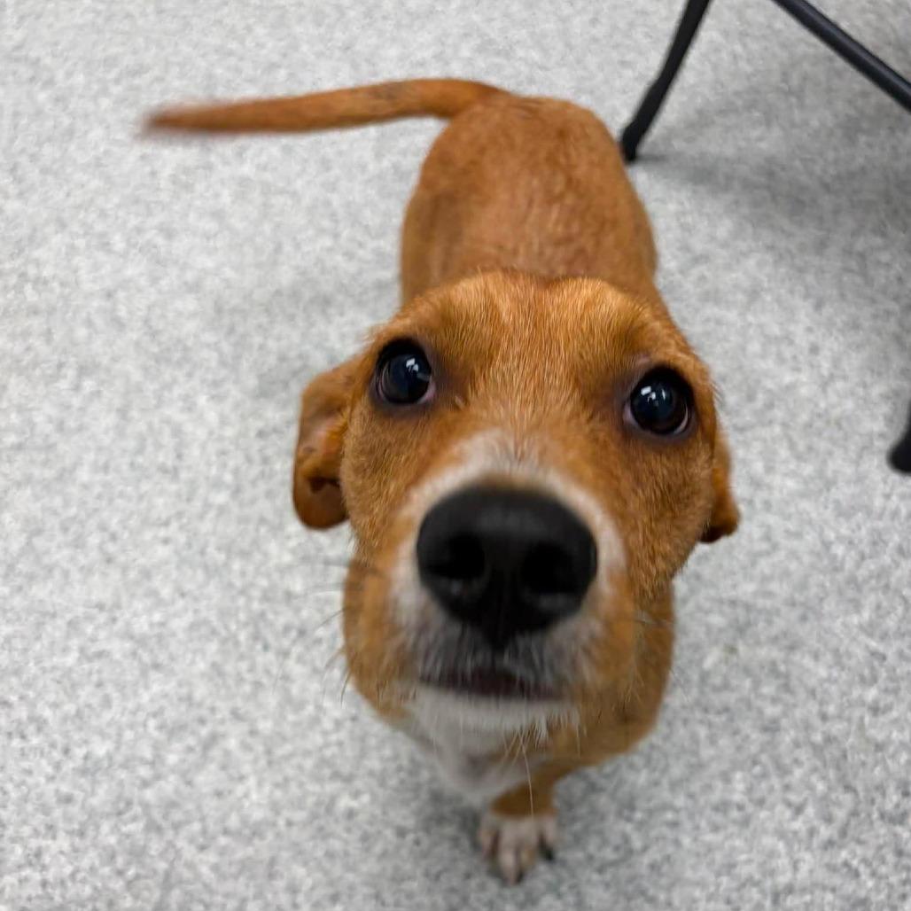 Poppy, an adopted mixed breed in Monticello, IA image 6/6