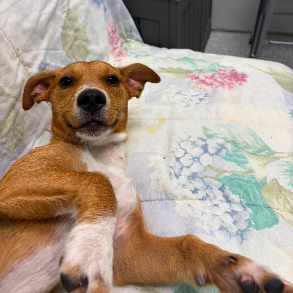 Poppy, an adopted mixed breed in Monticello, IA image 3/6