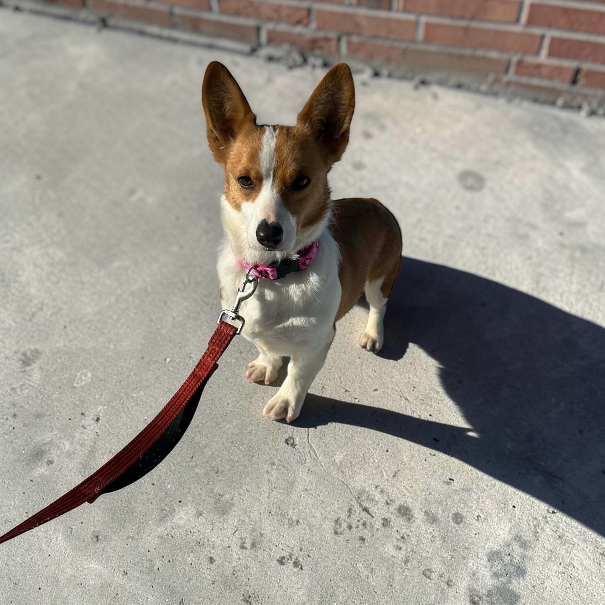 Ally, ADOPTABLE, Adult Female Corgi.