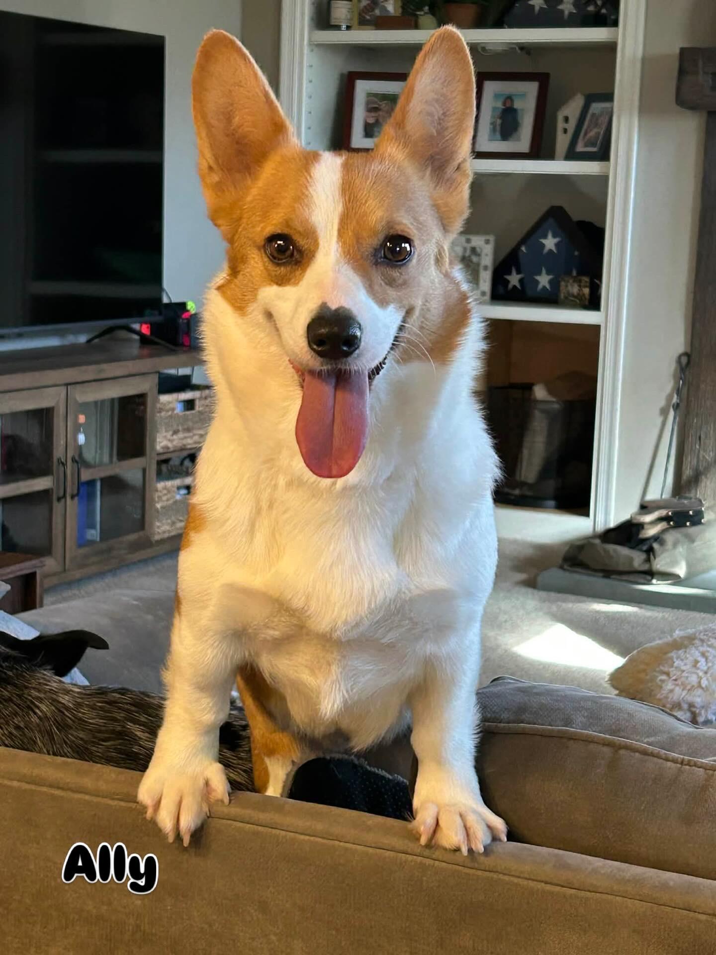 Enlarge Ally, a ADOPTABLE Corgi in Hatfield, PA image 3/3