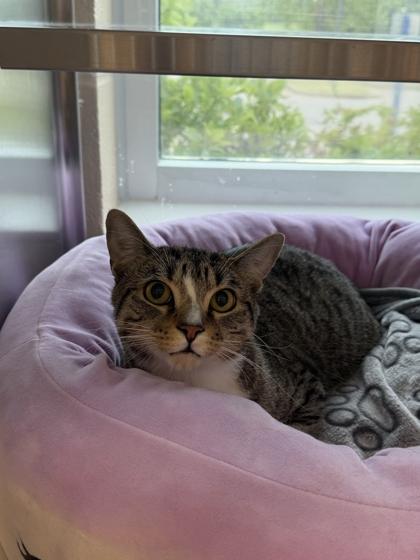Allen, Adoptable, Adult Male Domestic Short Hair & Domestic Short Hair.