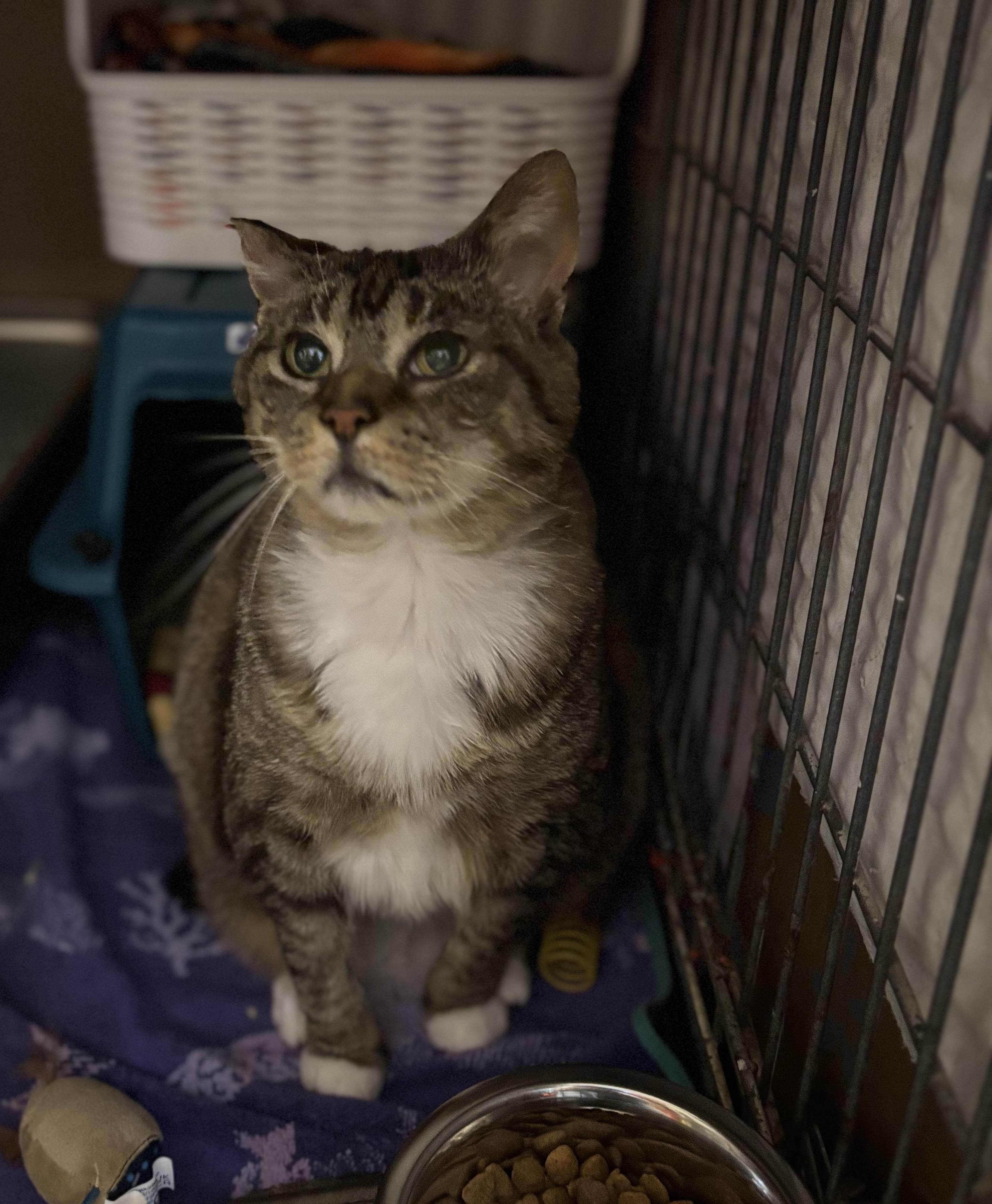 BOBBI, Senior Female Manx