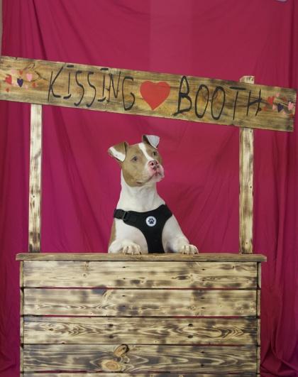 Princess, Adoptable, Adult Female Mixed Breed & Mixed Breed.