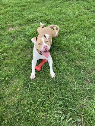 Enlarge Princess, a Adoptable mixed breed in Columbus, IN image 2/3