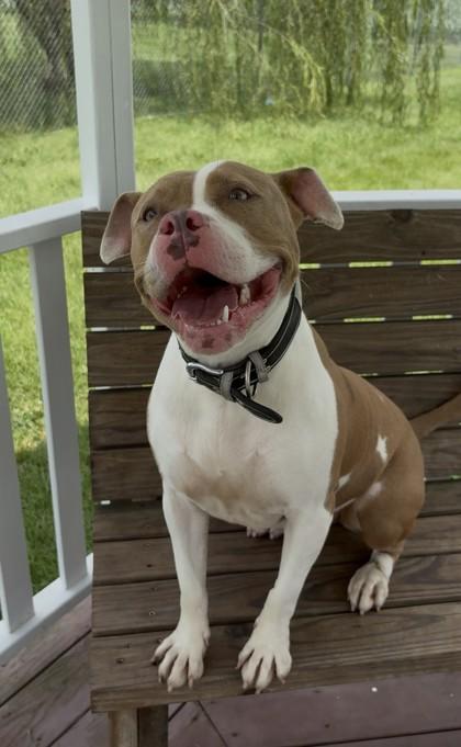 Enlarge Princess, a Adoptable mixed breed in Columbus, IN image 3/3